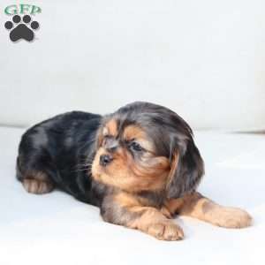 Nova, Cavalier King Charles Spaniel Puppy