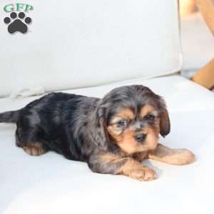 Nova, Cavalier King Charles Spaniel Puppy