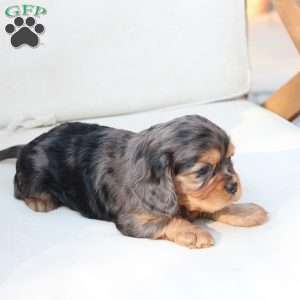 Nova, Cavalier King Charles Spaniel Puppy