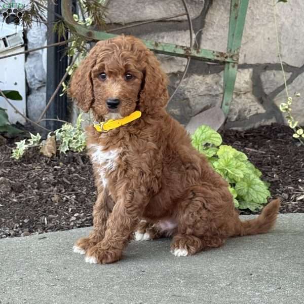 Vance, Goldendoodle Puppy