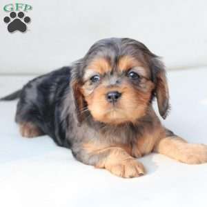 Nova, Cavalier King Charles Spaniel Puppy