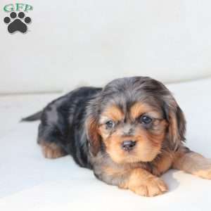 Nova, Cavalier King Charles Spaniel Puppy