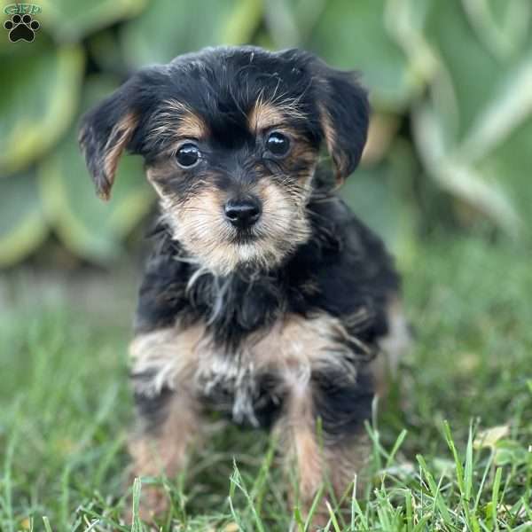 Tali, Yorkie Poo Puppy