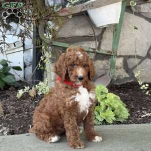 Virgil, Goldendoodle Puppy