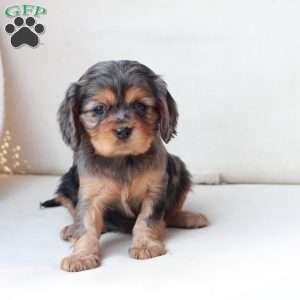 Nova, Cavalier King Charles Spaniel Puppy