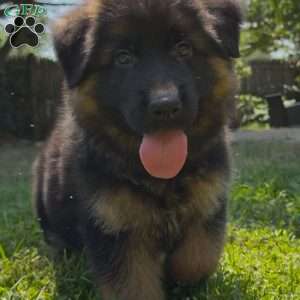Diesel, German Shepherd Puppy