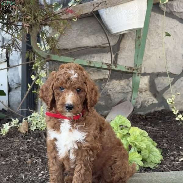 Virgil, Goldendoodle Puppy