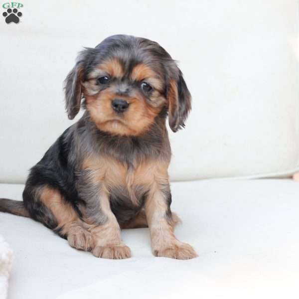 Nova, Cavalier King Charles Spaniel Puppy