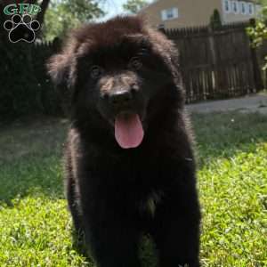 Ranger, German Shepherd Puppy