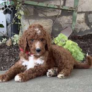 Virgil, Goldendoodle Puppy