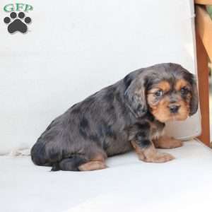 Max, Cavalier King Charles Spaniel Puppy
