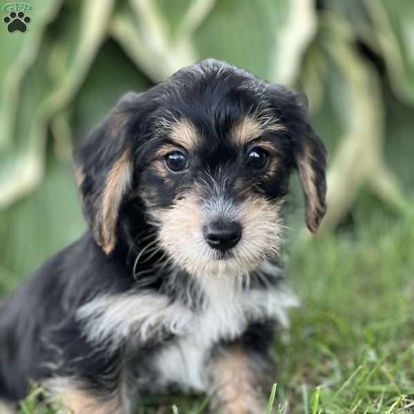 Tart, Yorkie Poo Puppy