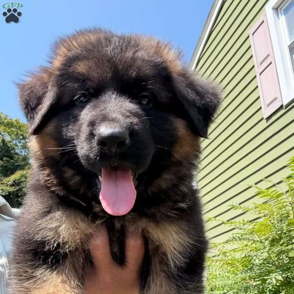 Diesel, German Shepherd Puppy