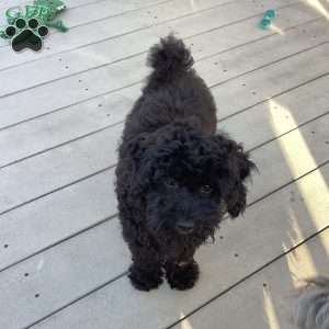 Jude, Havapoo Puppy
