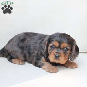Max, Cavalier King Charles Spaniel Puppy
