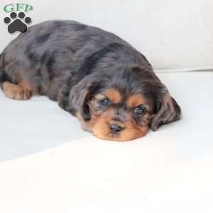 Max, Cavalier King Charles Spaniel Puppy