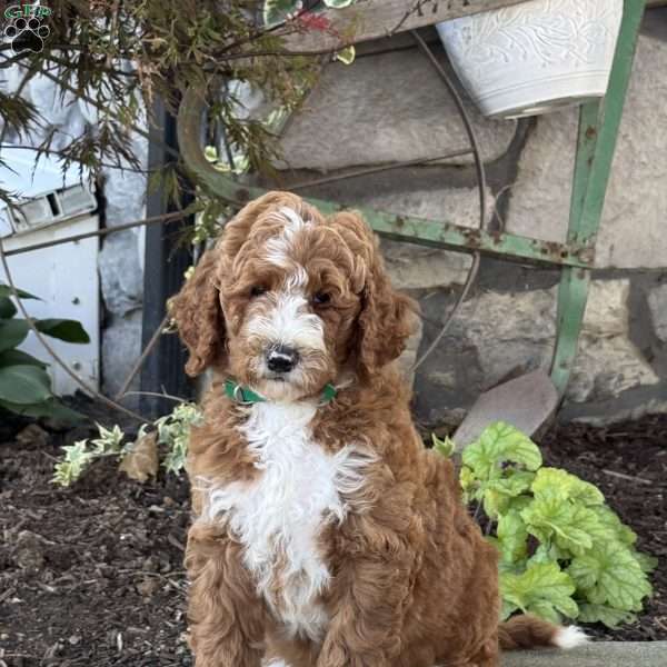 Victor, Goldendoodle Puppy