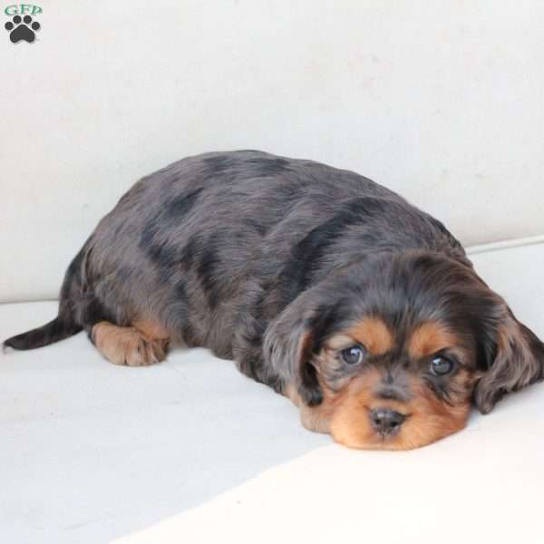 Max, Cavalier King Charles Spaniel Puppy