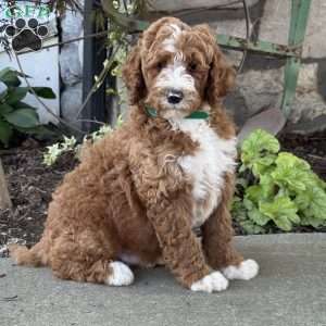 Victor, Goldendoodle Puppy