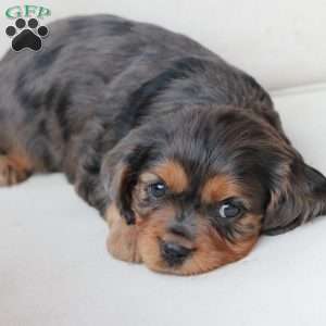 Max, Cavalier King Charles Spaniel Puppy
