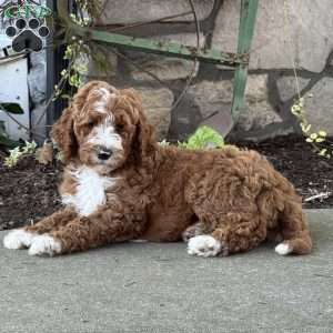 Victor, Goldendoodle Puppy