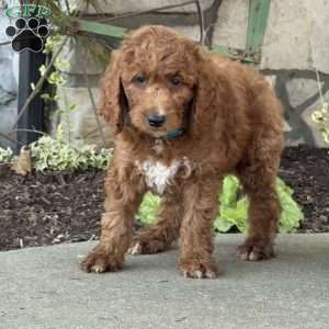 Vito, Goldendoodle Puppy
