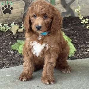 Vito, Goldendoodle Puppy