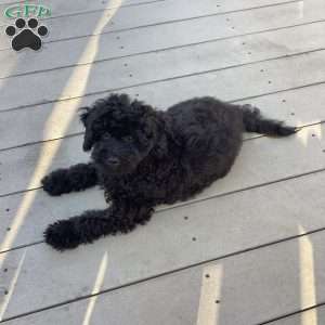 Jude, Havapoo Puppy