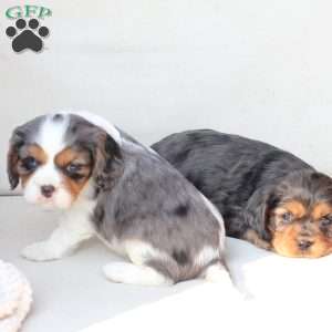 Millie, Cavalier King Charles Spaniel Puppy