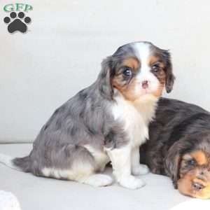 Millie, Cavalier King Charles Spaniel Puppy