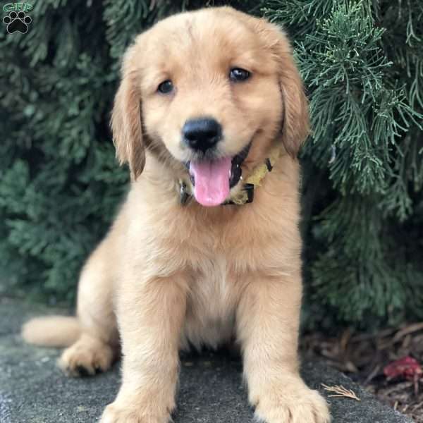 Yolanda, Golden Retriever Puppy