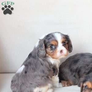 Millie, Cavalier King Charles Spaniel Puppy