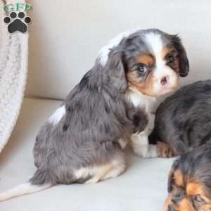Millie, Cavalier King Charles Spaniel Puppy