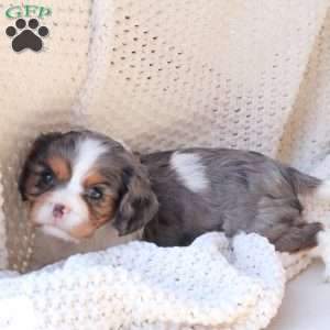 Millie, Cavalier King Charles Spaniel Puppy