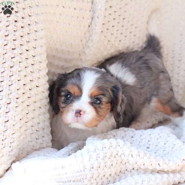Millie, Cavalier King Charles Spaniel Puppy