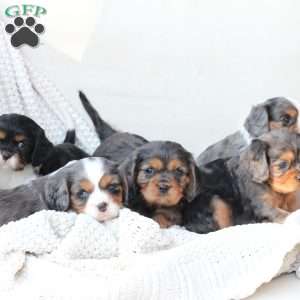 Max, Cavalier King Charles Spaniel Puppy