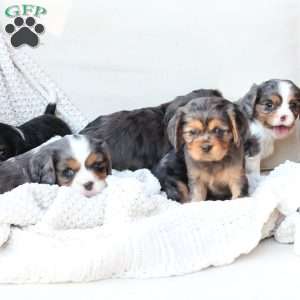 Max, Cavalier King Charles Spaniel Puppy