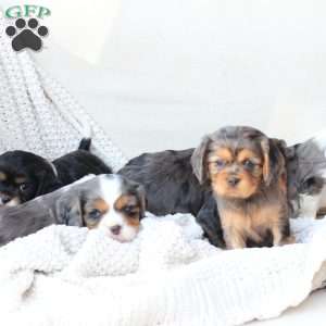 Millie, Cavalier King Charles Spaniel Puppy