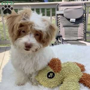 Jake, Havapoo Puppy