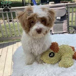 Jake, Havapoo Puppy