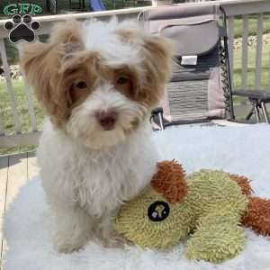 Jake, Havapoo Puppy