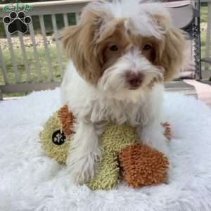 Jake, Havapoo Puppy
