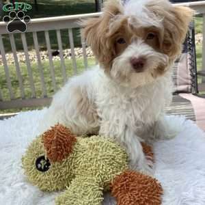 Jake, Havapoo Puppy