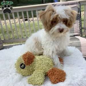 Jake, Havapoo Puppy