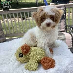 Jake, Havapoo Puppy