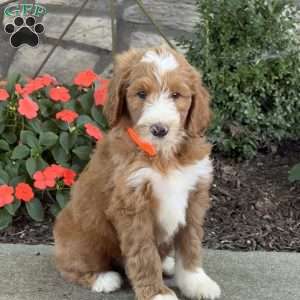 Bear, Goldendoodle Puppy