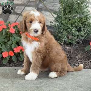 Bear, Goldendoodle Puppy