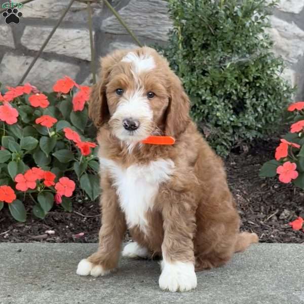 Bear, Goldendoodle Puppy