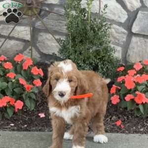 Bear, Goldendoodle Puppy