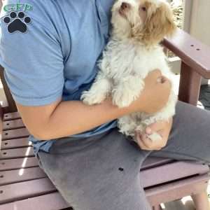 Jake, Havapoo Puppy